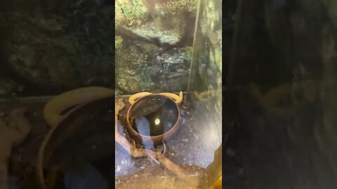 콘스네이크 뱀 어린이대공원