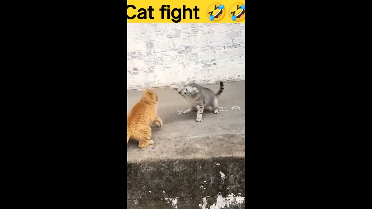 funny cat fight video