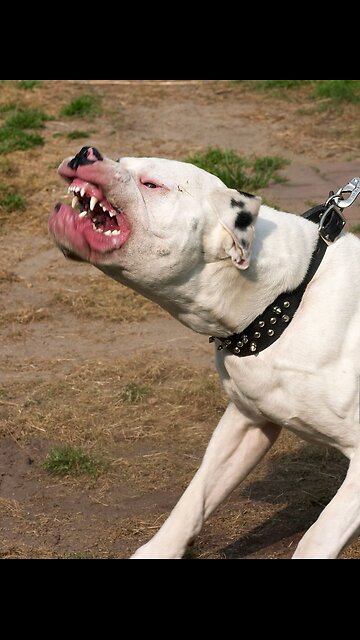 Top 10 Dog Breeds with the Strongest Bite Force