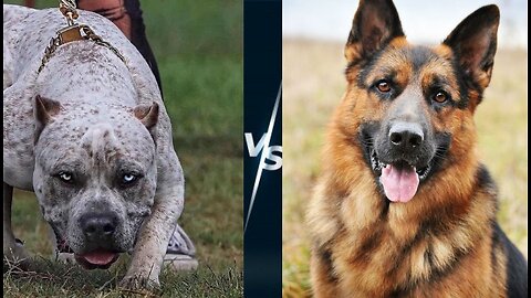 German Shepherd vs Natural Dogs