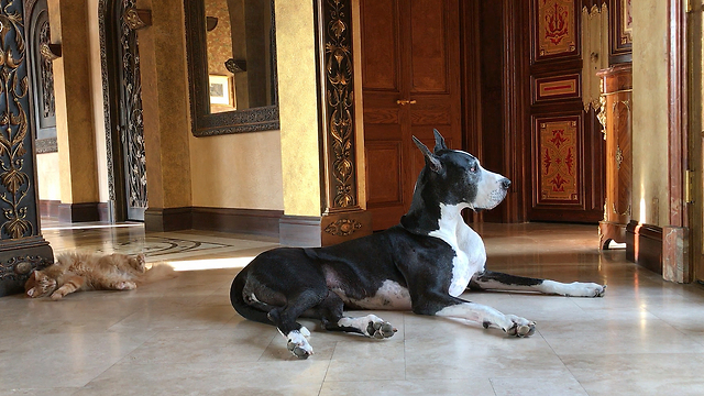 Katie the Great Dane Ignores Funny Jack the Cat