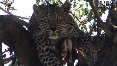 Scotia Female Leopard - Year 2, Independence - 11: Impala Meal At Scotia Clearing