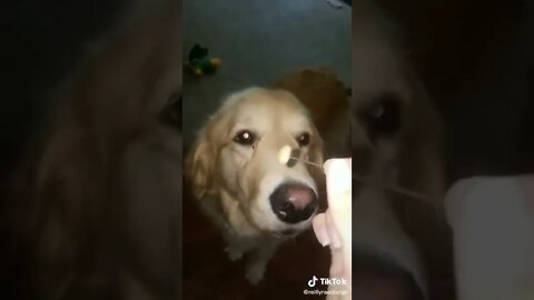 Bug Lit On Fire For Sucking On Dog I TikTok I @reillyraydodge