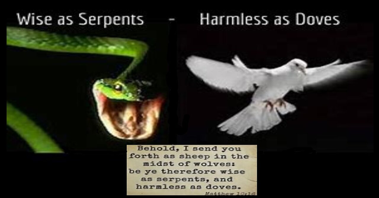 WISE AS SERPENTS & HARMLESS AS DOVES #561