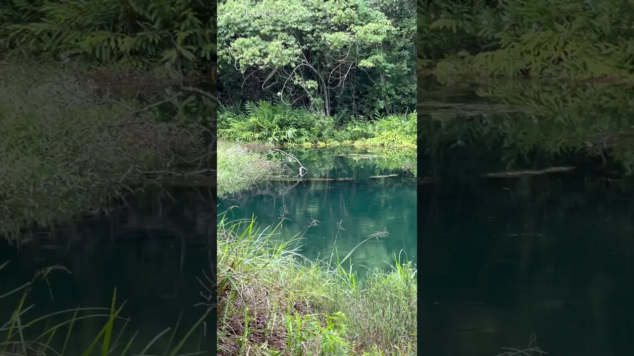 Lagoa dos Sapos, Parque Olhos d’água, Brasília - DF