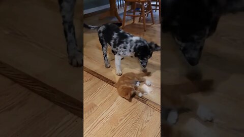 puppy kitten #dog #cat #puppies "kittens #babyanimals