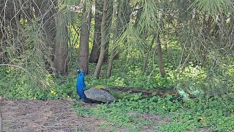 A Peacock Relaxing