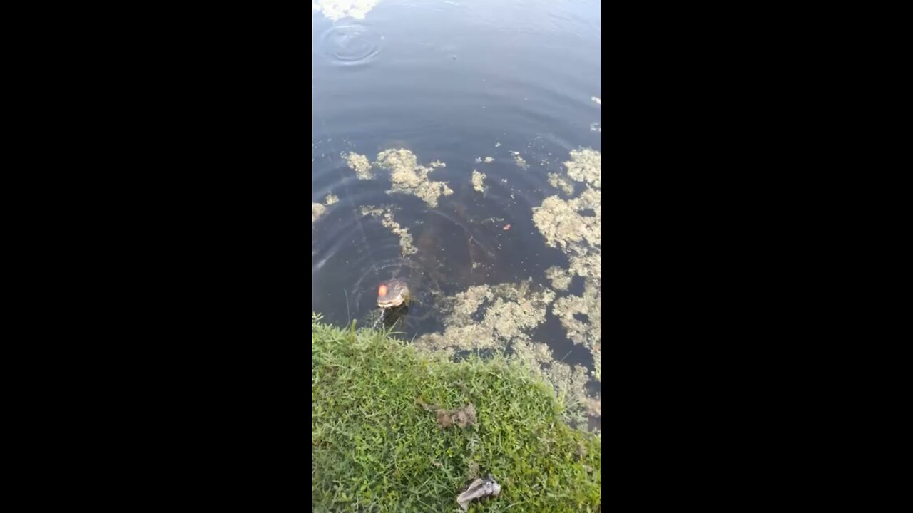 Alligator eats kids fish