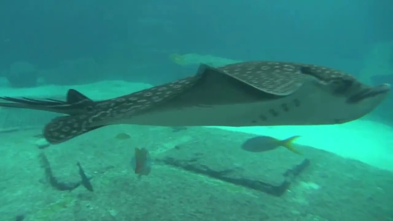 Closeup of Giant Manta Ray Gliding Past Camera