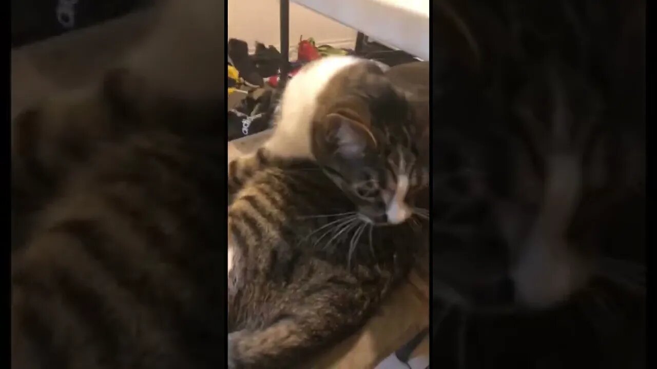 Cat tries to bite me 😾