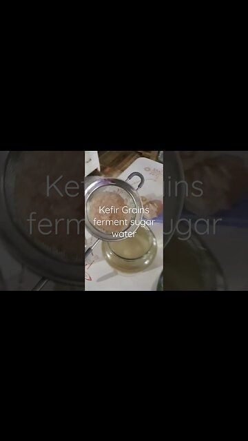 Water Kefir #waterkefir #fermentedfoods #fromscratch #shorts