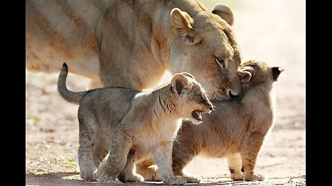 new born lion cube try to hide from nasty lioness under a car