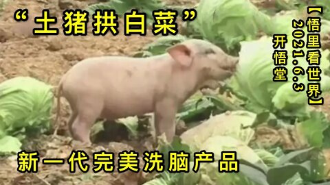 KWT1849“土猪拱白菜”——新一代完美洗脑产品20210603-6【悟里看世界】