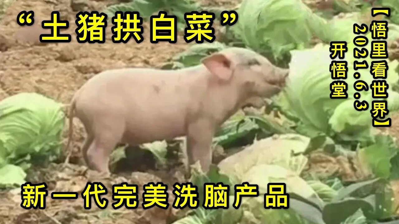 KWT1849“土猪拱白菜”——新一代完美洗脑产品20210603-6【悟里看世界】