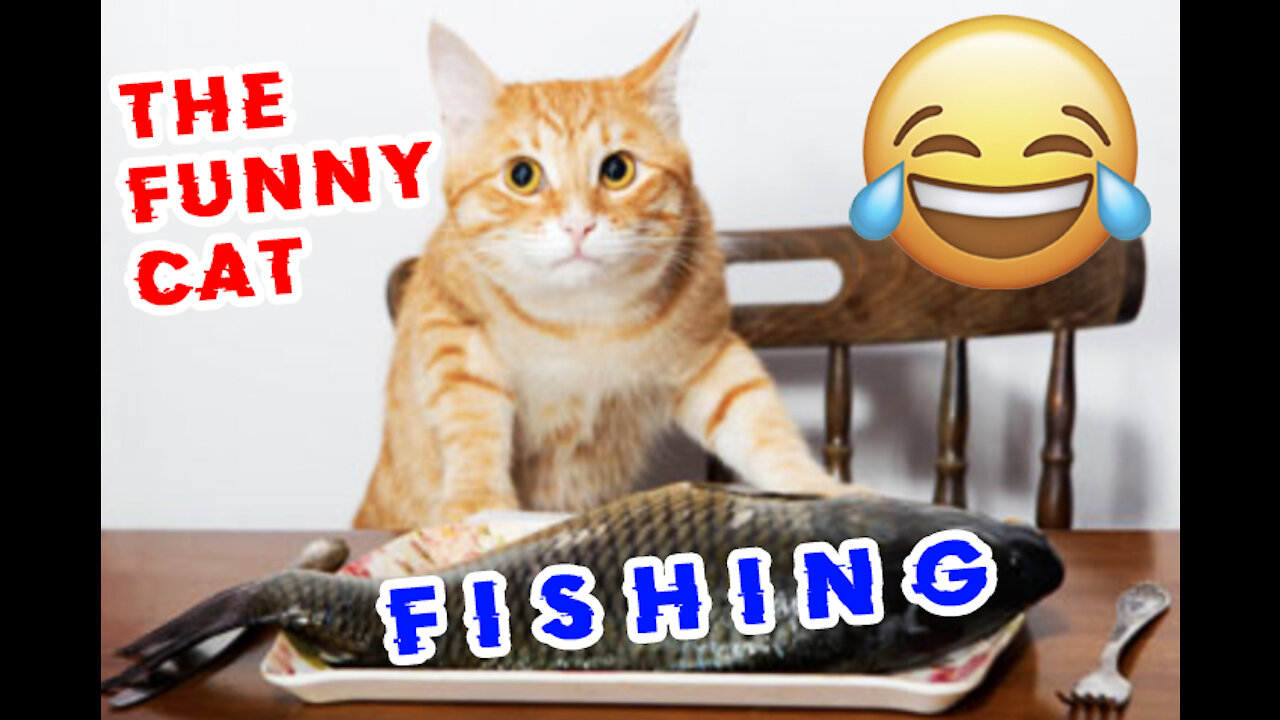 💥The FUNNY CAT🐱 goes FISHING!