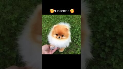 Funny & Cute Dog Compilation TikTok #shorts 😻1080p 1