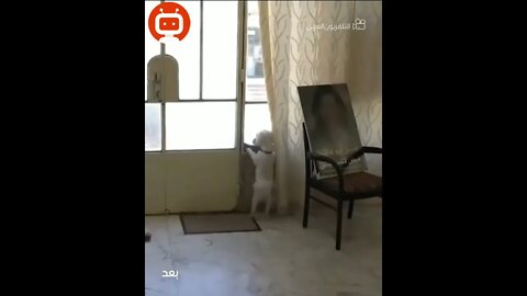 كلب شرين ابو عاقلة ينتظر عودتها للمنزل 🖤 مشهد يدمى القلب .