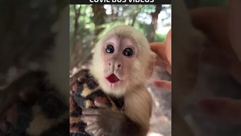 macaquinho fofo demais