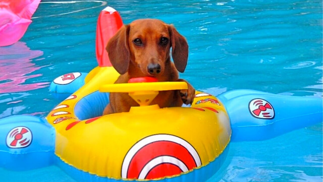 Funny Dogs Love Swimming - Puppy Videos 2021