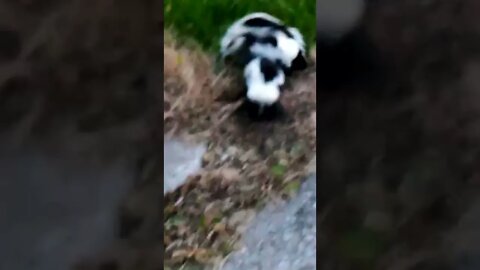 Wild Baby Skunks