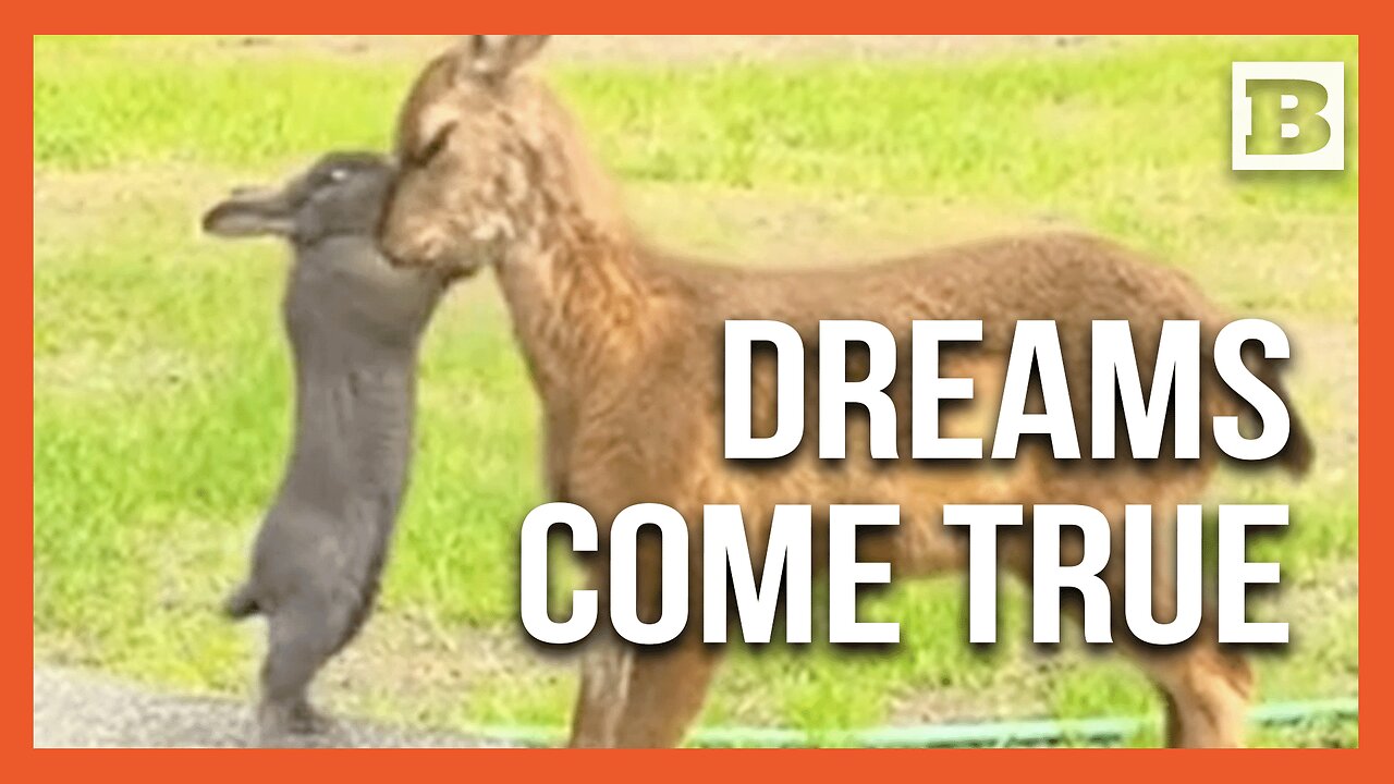 Beautiful Friendship: Real-Life Bambi and Thumper Meet