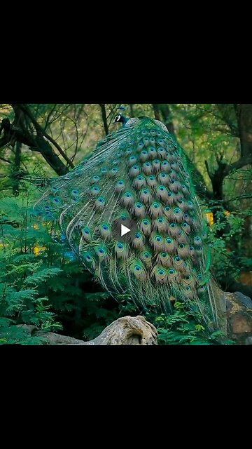 Wonderful! Female peacocks have special 'sensors' in their crest that can detect vibrations...