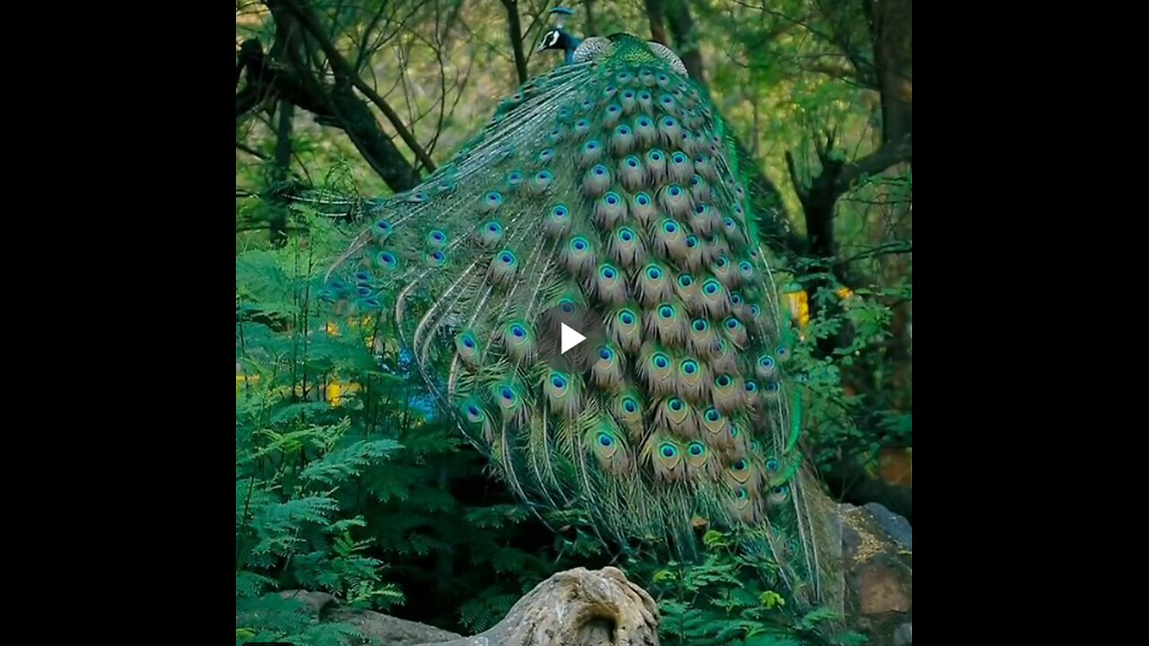 Wonderful! Female peacocks have special 'sensors' in their crest that can detect vibrations...