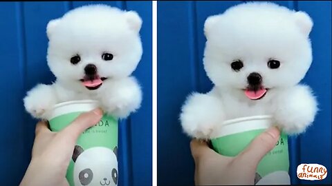 Tik tok puppies🐶 Cute and funny dog videos💚😅