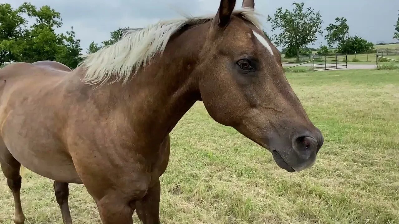 Why Do You Need To Cut Horse Pastures Since Horses Eat Grass? I Explain Here