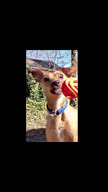 My Dog Reacting To Missing The Big Catch