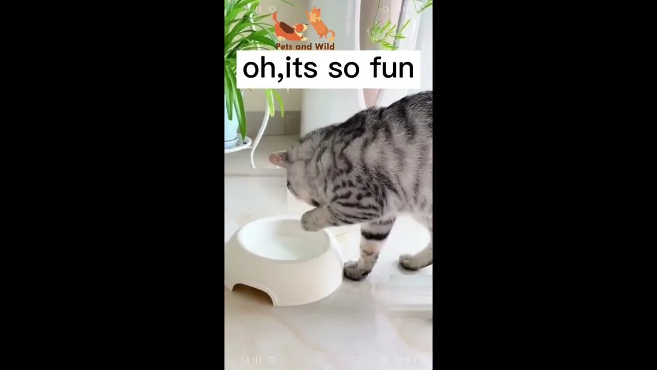 Funny Cats - Cute and Funny Cats Reaction Videos Compilation #19 | Pets and Wild