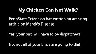 My Chicken Can Not Walk ( Marek's Disease )