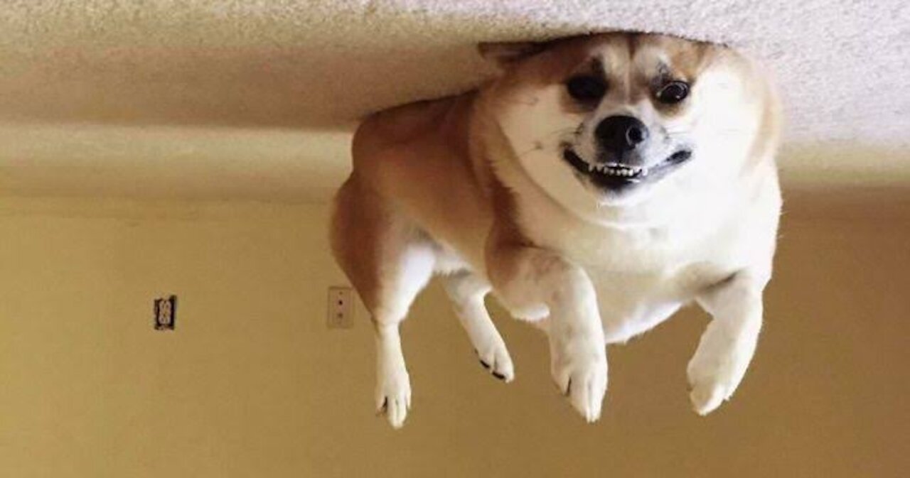 Watch and enjoy catching the dog 😂😂