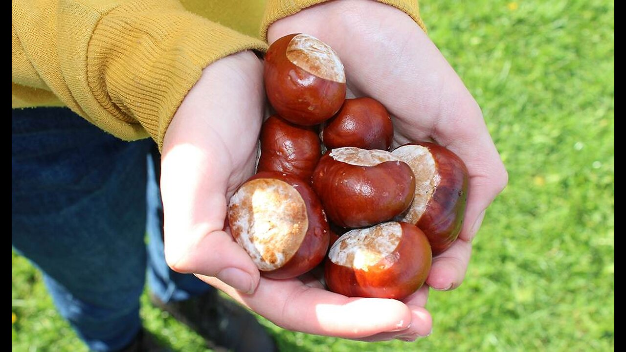 Chestnut Conker Champion Cleared in Cheating Calumny