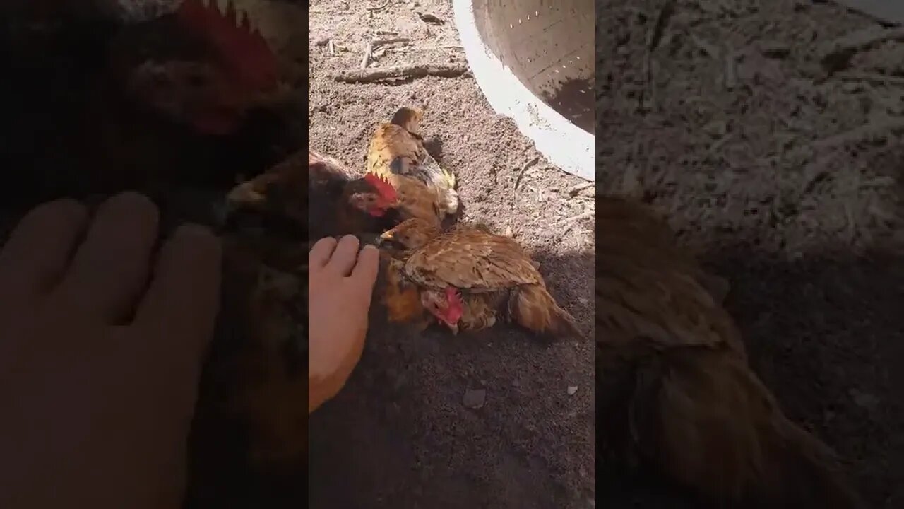 Joguei areia nos pintinhos e enterrei o pintinho do olho azul Tadinho 🤣🤣🤦🏾‍♂️