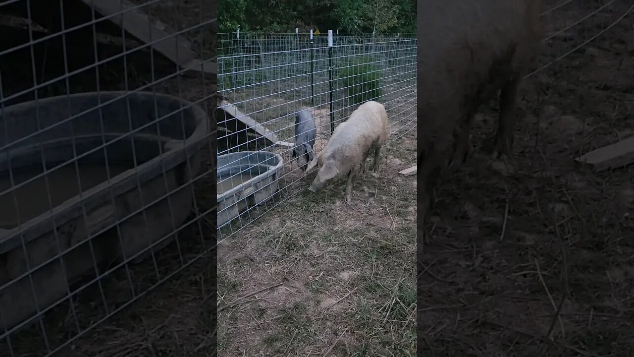 Mangalitsa girl visiting the Meishan Boar - #homesteading #animal #pigs #mangalitsa #meishan