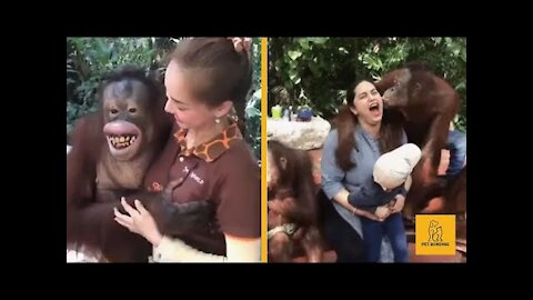 Funny and Cute Monkey Compilation