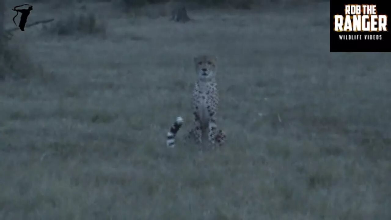 Lioness Chases Male Cheetah, Cheetah Chases Her Back!!!