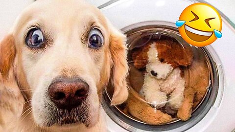 Funniest Cats And Dogs Videos 😁 - Best Funny Animal Videos 2023 🥰 Part :- 50