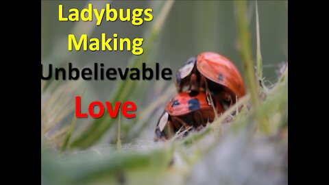 ladybugs in love