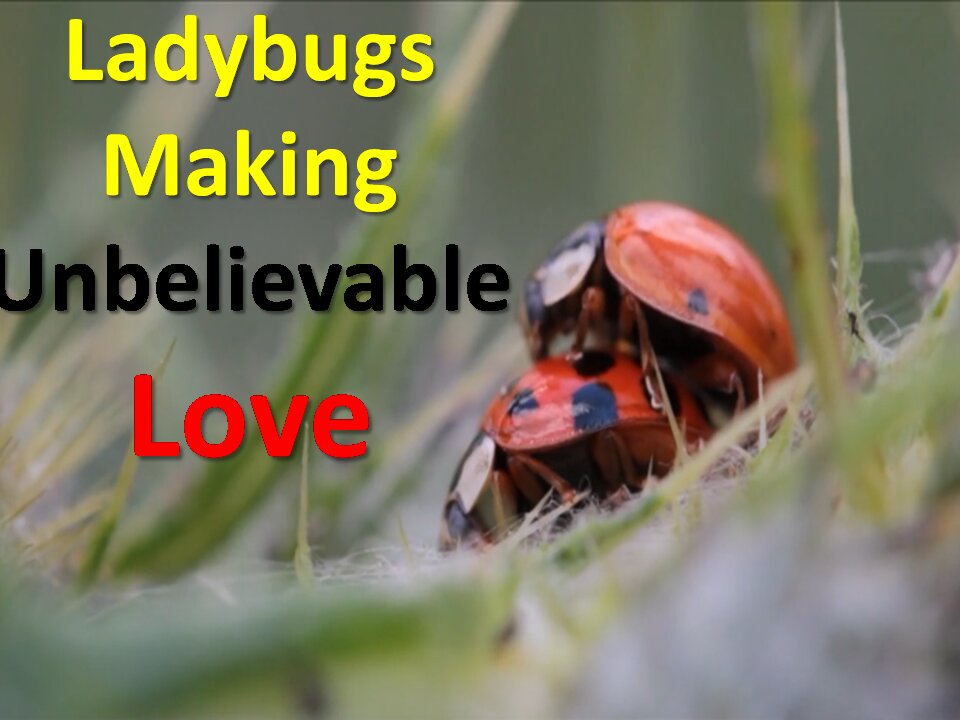 ladybugs in love