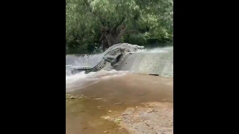 Croc Trying to Get Upstream