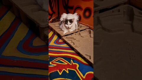CATS HEAVEN ANGELS TRANSMISSION