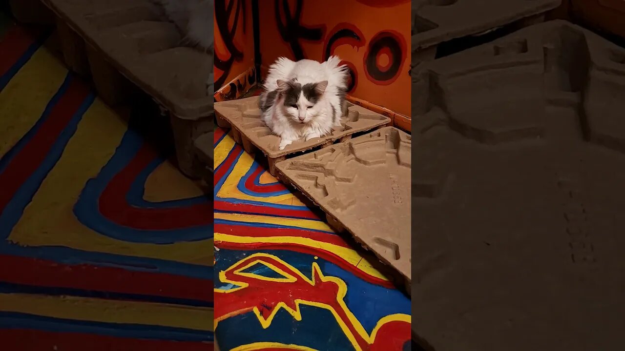 CATS HEAVEN ANGELS TRANSMISSION