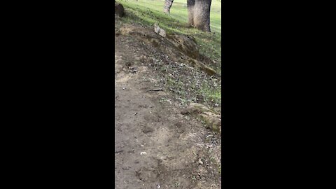 Hiking Passed a Ground Squirrel
