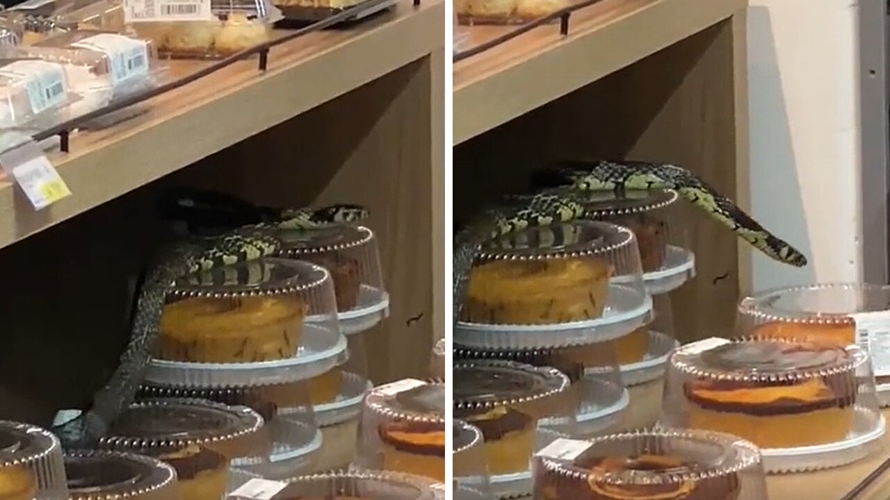 Video Shows Snake 'On The Loose' At The Pastry Section