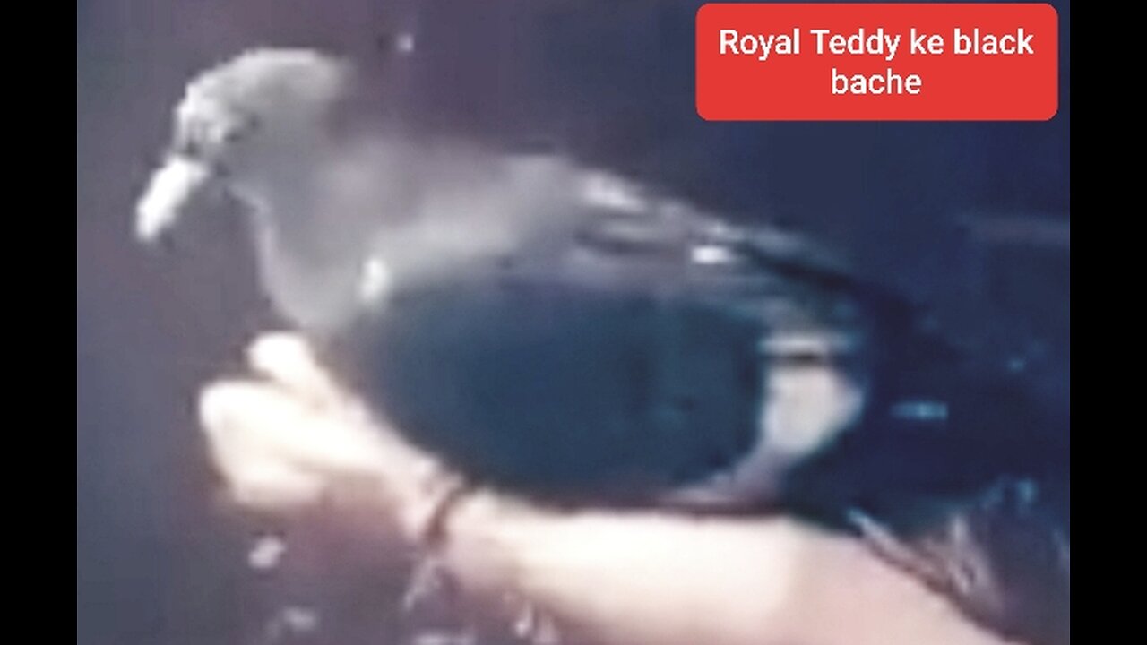 Royal Teddy ke original udane wale Aur ghar per wapasi Aane Wale kabutar