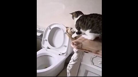 Funniest Cats and Dogs Funny Videos