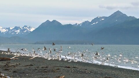 Flock of Gulls Flying From Beach with Mountain Range in Distance