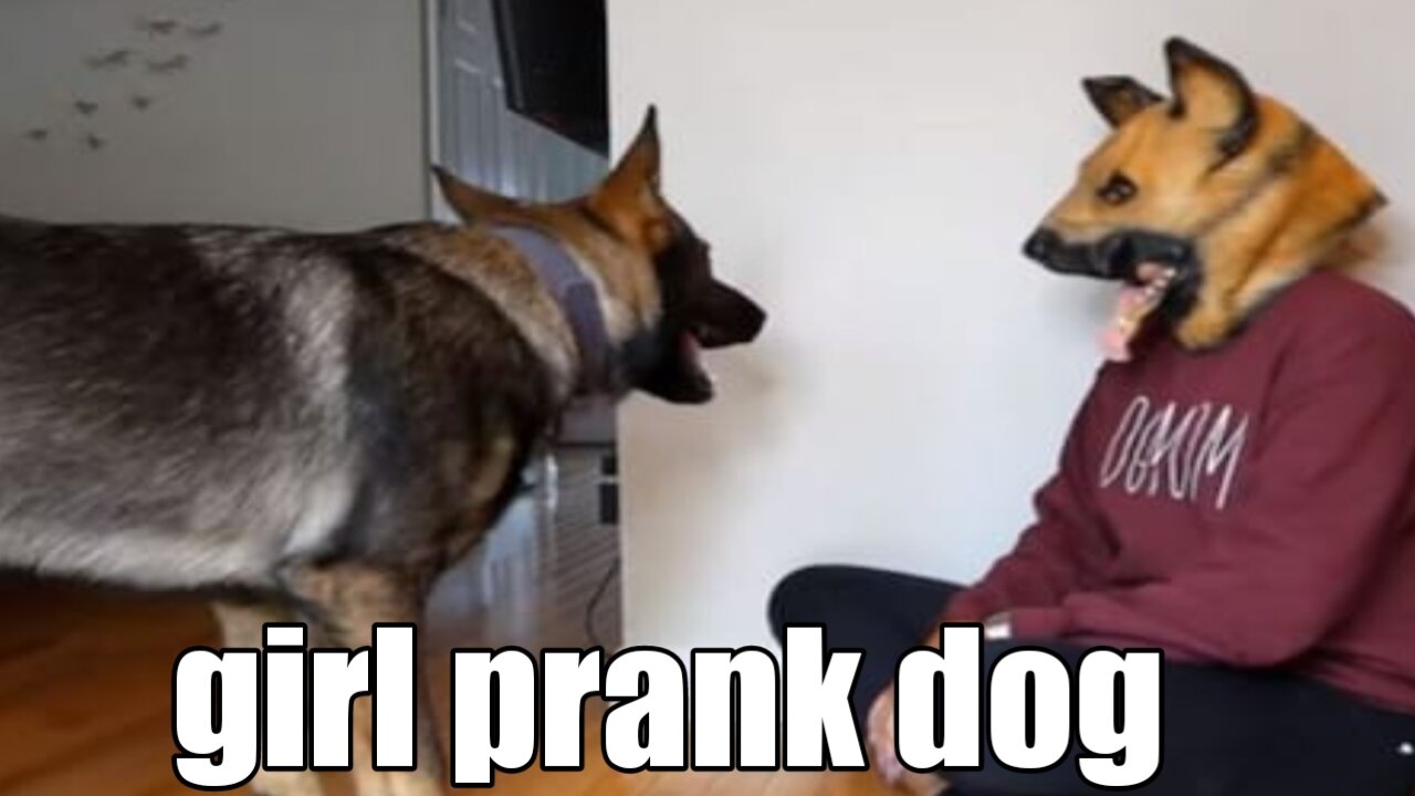 Troll Prank Dog Funny girl